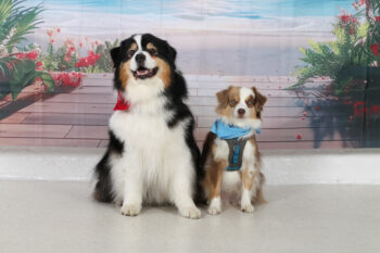 Photo de Myriam BOUVIER, coach Holistique et zoothérapeute Proche Pont à Mousson.